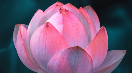 Lotus flower